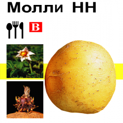 Картофель Молли / Molli