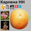 Картофель Карлена / Karlena