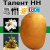 Картофель Талент / Talent