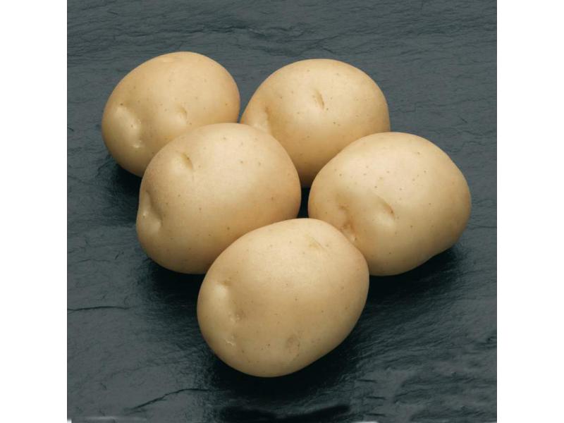 Картофель округлой формы. Сорт картофеля Боровичок. Сорт картофеля Сифра. Картофель симфония.