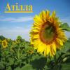 Подсолнечник фірма «ГРАН» пропонує насіння соняшника «Атілла» 95-100дн.(під гранстар)