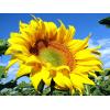 Подсолнечник «ГРАН» пропонує насіння соняшнику — Барса