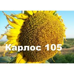 Подсолнечник Соняшникове насіння Карлос105 (105дн. вегитації)