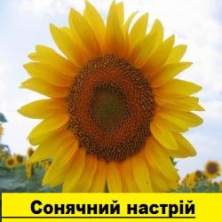 Подсолнечник Соняшникове насіння гібриду — «Сонячний настрій», стійкий до Гранстару