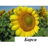 Подсолнечник Компанія «ГРАН» пропонує насіння соняшнику Барса