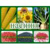 Подсолнечник Продаємо насіння соняшнику Рембо