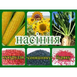 Подсолнечник Продаємо насіння соняшнику Рембо