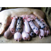 Разное Компанія СВАОР пропонує корм для свиней під час лактації