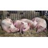 Разное Компанія СВАОР пропонує корм (фінішер) для свиней