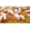 Разное Компанія СВАОР пропонує корм (гровер) для свиней