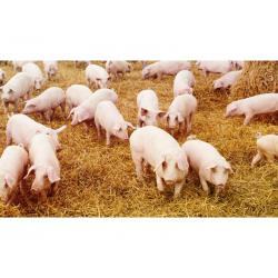 Разное Компанія СВАОР пропонує корм (гровер) для свиней
