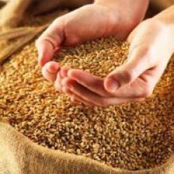Пшеница Семена пшеницы озимой Землячка Одесская