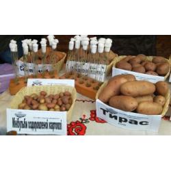 Картофель картофель, картопля, насіння картоплі, мінібульби, пробіркові рослини in vitro