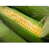 Разное гибриды подсолнечника и кукурузы