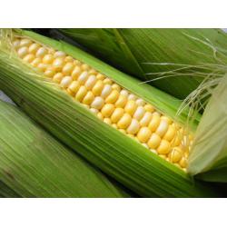 Разное гибриды подсолнечника и кукурузы