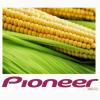 Кукуруза Семена кукурузы Pioneer различных гибридов