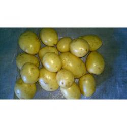 Картофель Семенной картофель 1-ой репродукции