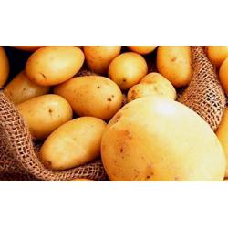 Картофель Продовольственный картофель