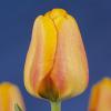 Тюльпаны Blushing Apeldoorn / Блушинг Апэлдоорн