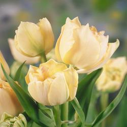 Тюльпаны Charming Lady / Чарминг Леди