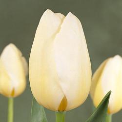 Тюльпаны Francoise / Француз
