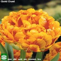 Тюльпаны Gold Dust / Голд Дуст