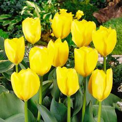 Тюльпаны Golden Purissima / Голдэн Пуриссима