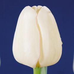 Тюльпаны Gwen / Гwэн