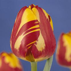 Тюльпаны Helmar / Hэлмар