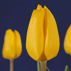 Тюльпаны Jan van Nes / Ян ван Нэс