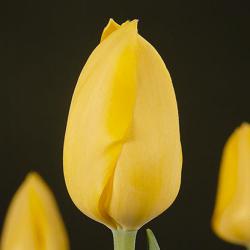 Тюльпаны Muscadet / Мусцадэт