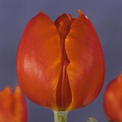 Тюльпаны Orange Surprise / Орангэ Сурприсэ