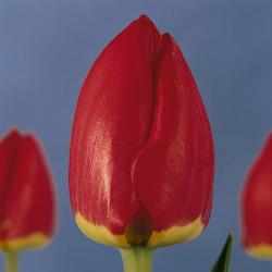 Тюльпаны Red Favourite / Рэд Фавоуритэ