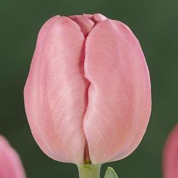 Тюльпаны Sherwood Gardens / Шэрwоод Гардэнс