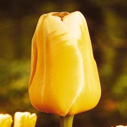 Тюльпаны Sweet Harmony / Сwээт Hармонь
