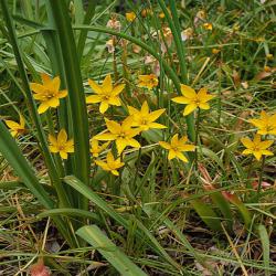 Тюльпаны sylvestris / сьлвэстрис