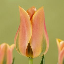 Тюльпаны Tricolored Beauty / Трицолорэд Бэауть