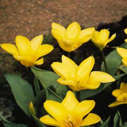 Тюльпаны Yellow Empress / Ьэллоw Эмпрэсс