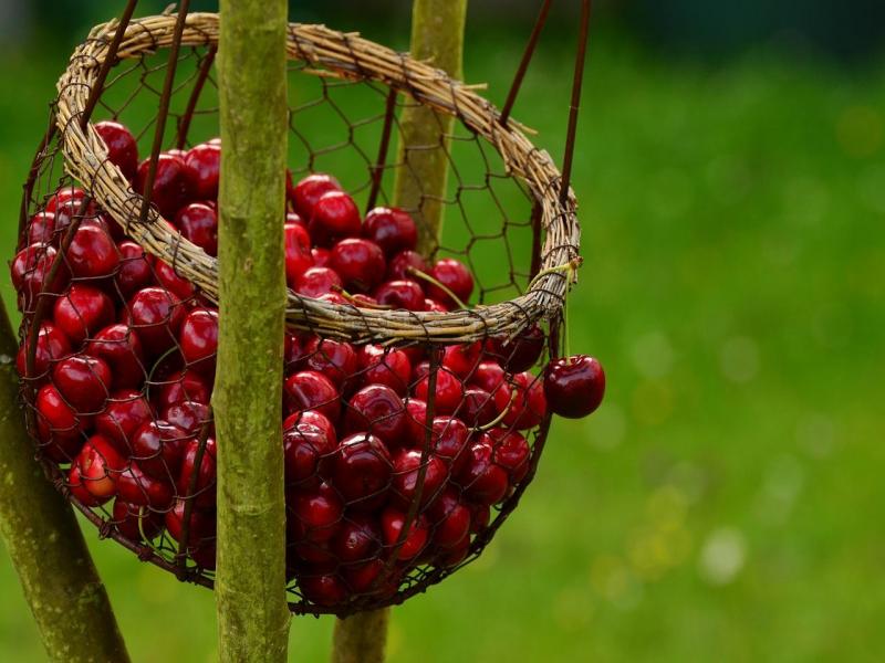 Вишня, Фрукты, Корзина, Черешня, Свежий