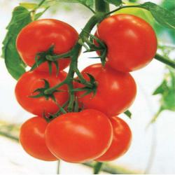 Использование генетических маркеров в селекции томатов: как КРИСТАЛ F1 получил свою устойчивость к болезням.